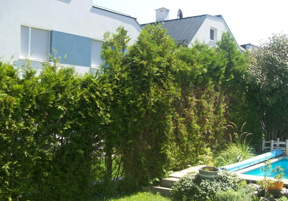 Thujen werden von FRÖSCHL entfernt