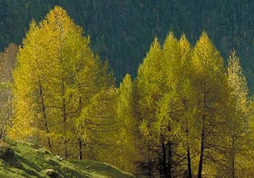 lärche-lebend Lärche im Hochgebirge