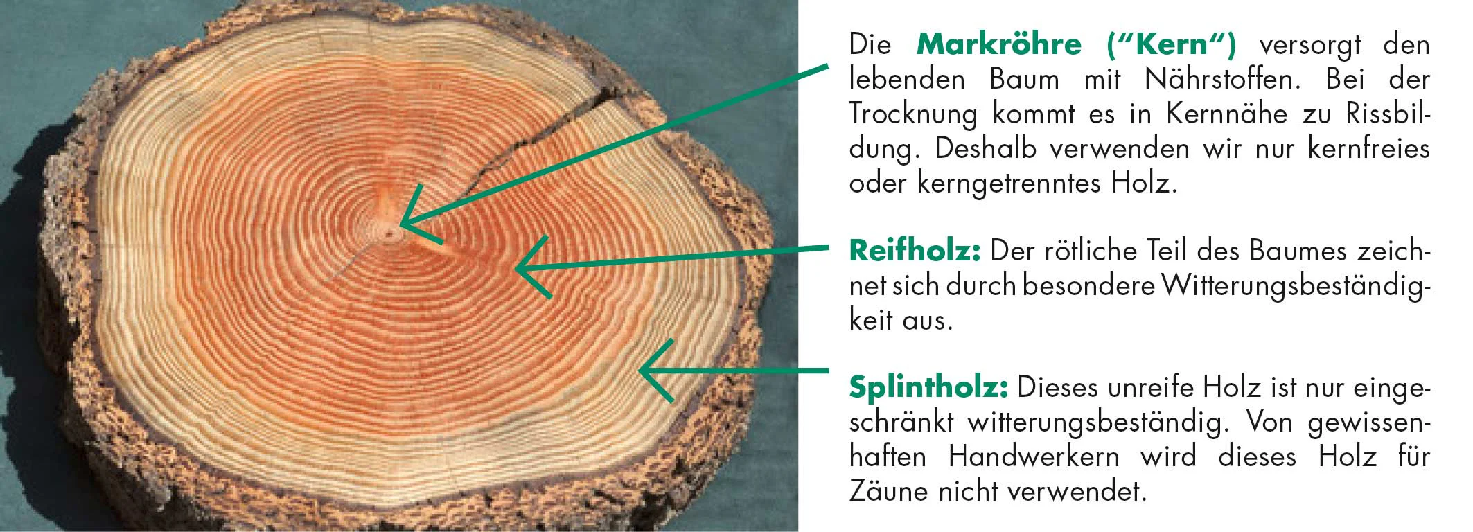 kerngetrenntes Lärchenholz