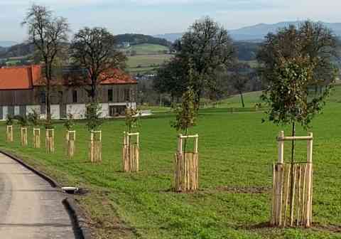 Staketenzaun als Baumschutz